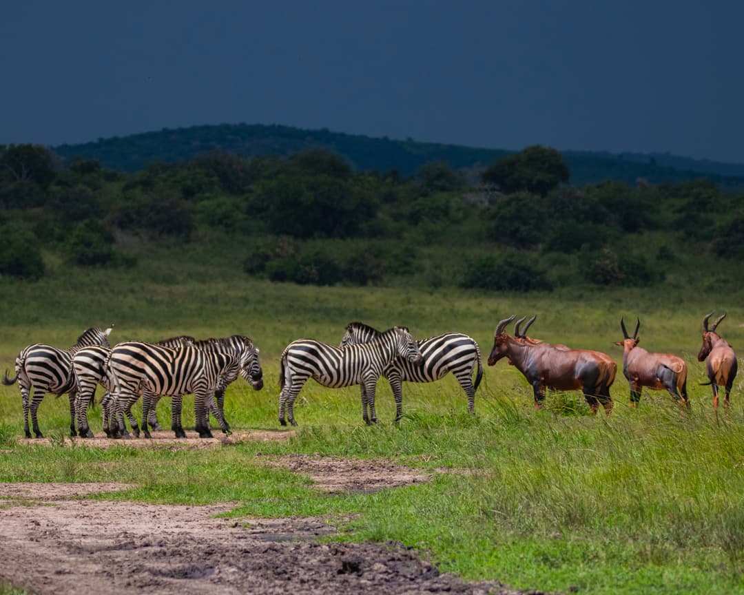 Rwanda Wildlife Safaris